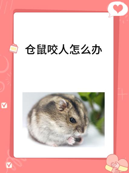 公仓鼠咬母仓鼠怎么办