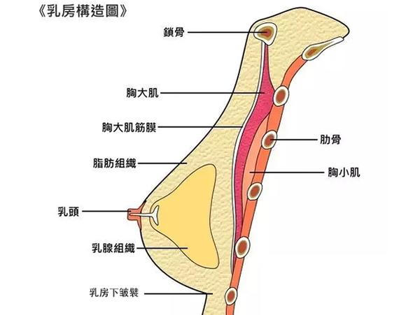 胸下面三指处是什么位置