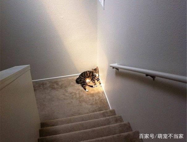猫猫喜欢光吗