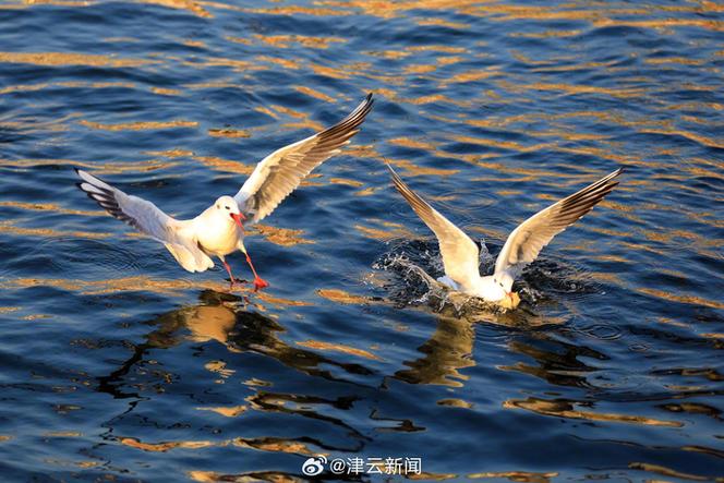 海鸥等老情的下一句 海鸥等老情的下一句