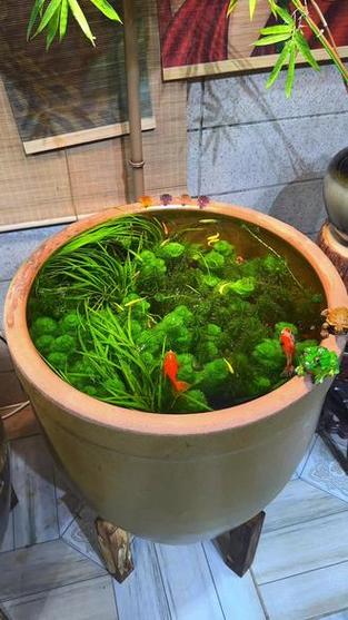 水缸可以养鱼吗