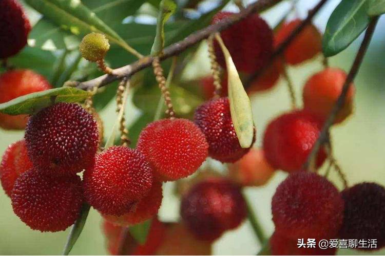 4～5月的应季水果