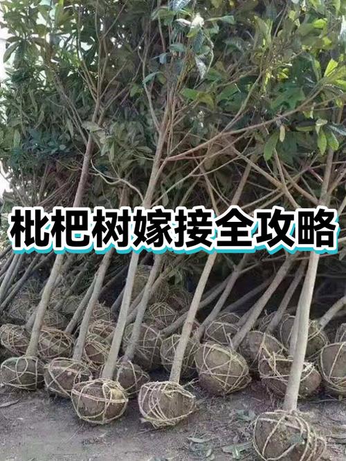 万能嫁接树一览表