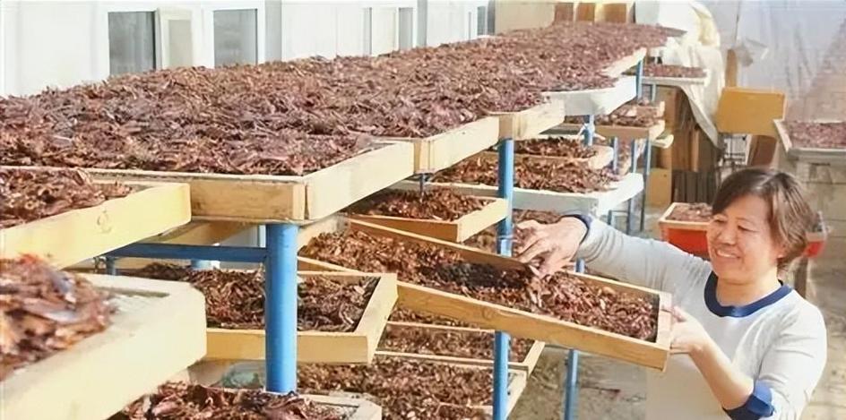 养殖蟑螂市场前景如何