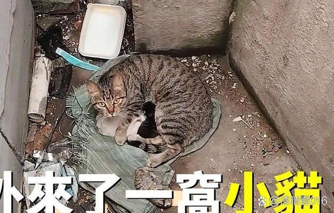 流浪猫在家门口生小猫截图1