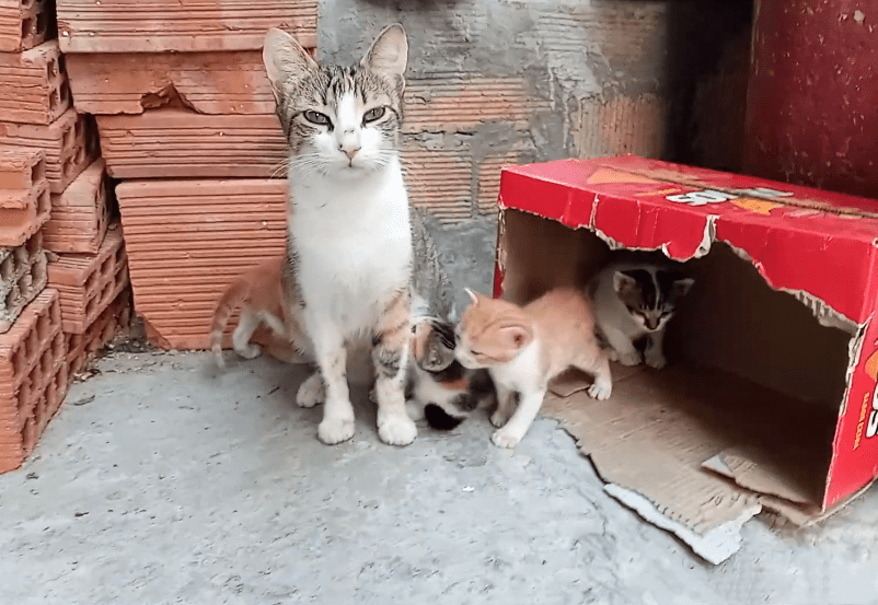 流浪猫在家门口生小猫截图2