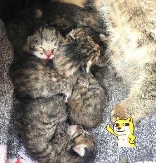 流浪猫在家门口生小猫截图3