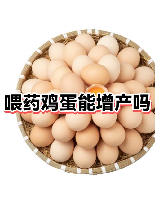 鸡吃蛋喂什么药