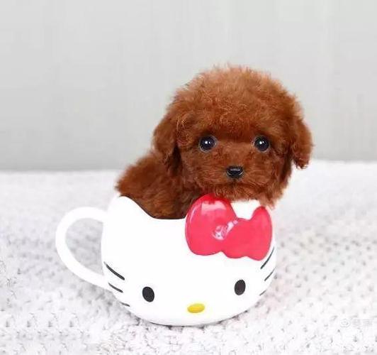 茶杯犬有哪些