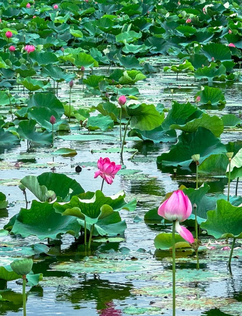 爱之巢莲花池池