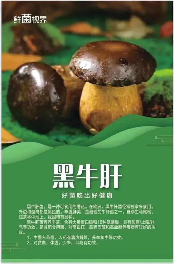 十大菌菇营养排行