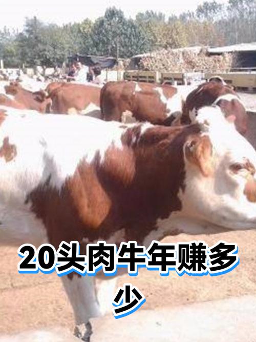 养20头肉牛一年利润