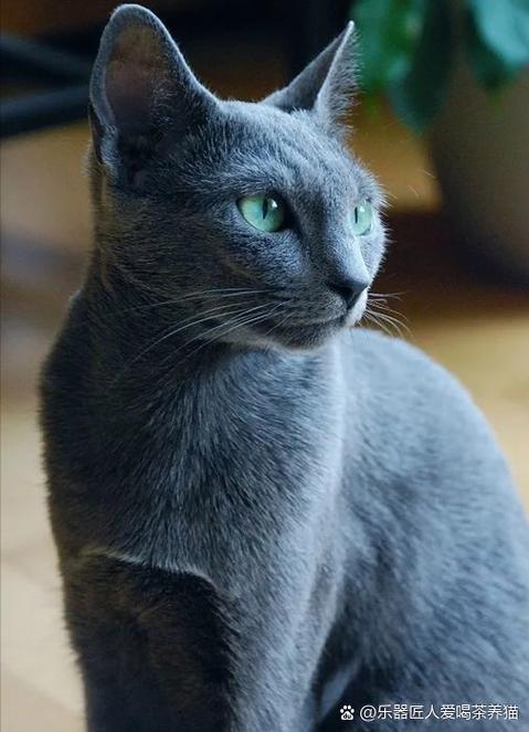 俄罗斯蓝猫为什么不建议养