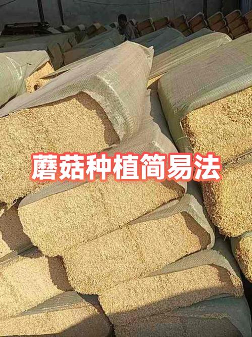 在家种蘑菇怎么样种最简单