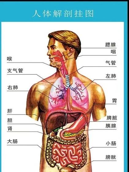 人体结构图