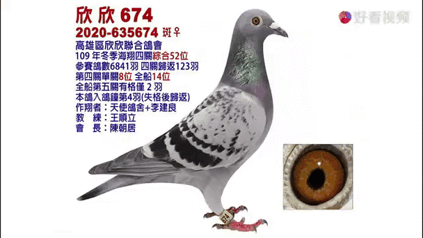 台湾赛鸽名家前十名