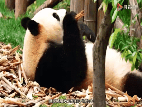 为什么熊猫吃竹子不会割嘴巴
