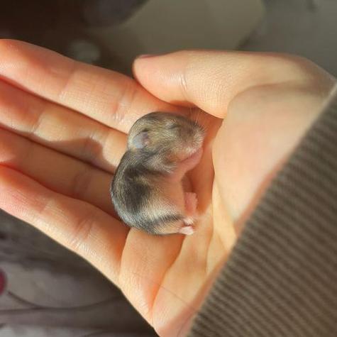 一只母仓鼠会生宝宝吗