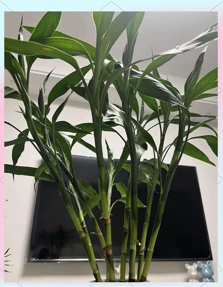 富贵竹会越长越高吗
