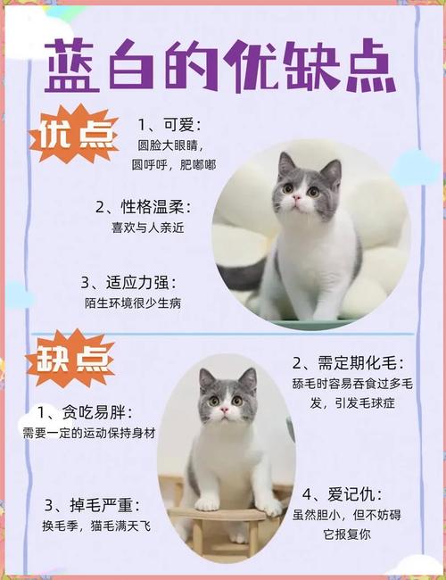 英短优缺点有哪些