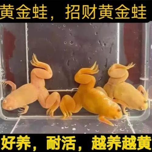 招财蛙可以和金鱼养一起吗