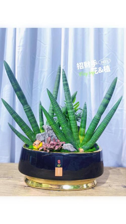 招财手植物怎么那么细长