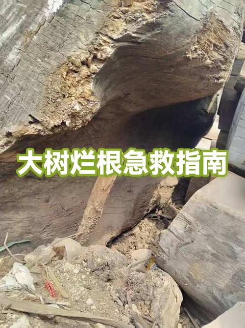 怎么才能把树根快速腐烂