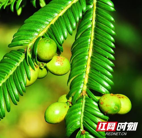 杉果是哪个国家的