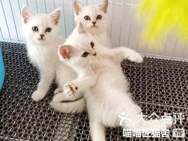 喵喵小布丁闺蜜