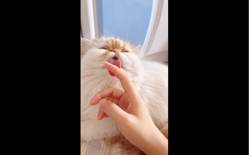 喵喵小布丁闺蜜截图3