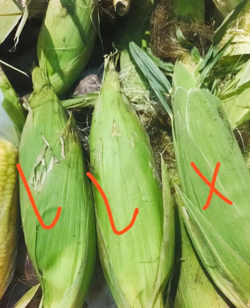 玉米转互点群
