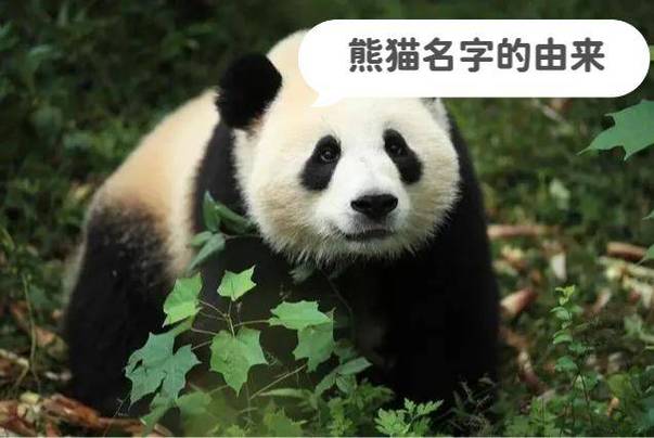 熊猫古代叫什么名字截图2