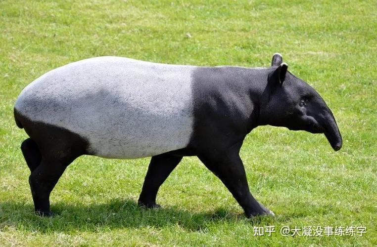 熊猫古代叫什么名字截图3