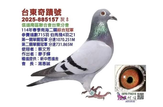 台湾信鸽名家排名前十