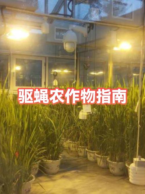 驱赶苍蝇的方法截图3