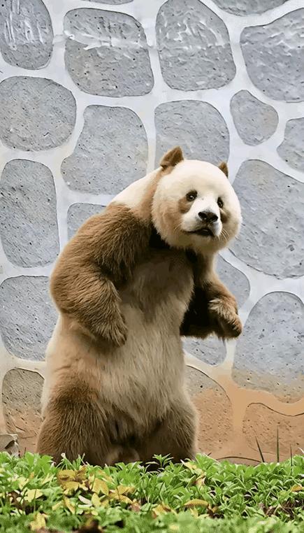 中国第一个熊猫叫什么名字