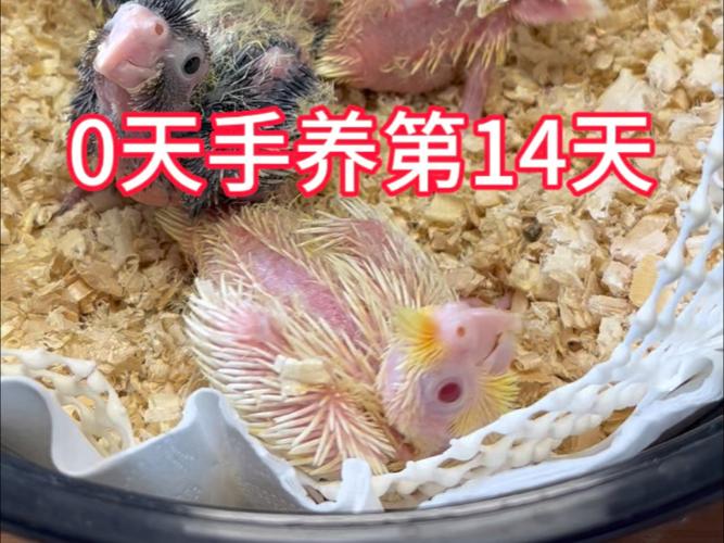 玄凤鹦鹉幼崽一个月能拿出来手养吗