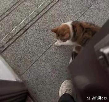 流浪猫在家门口叫是什么意思