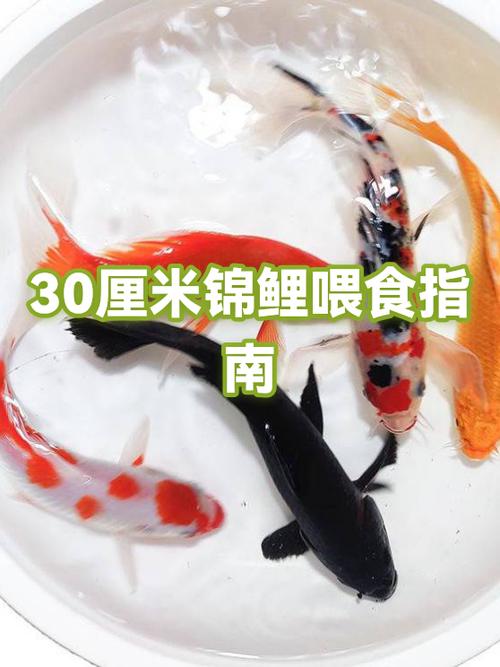 锦鲤几天喂一次比较合适