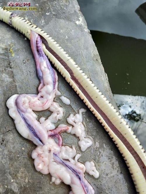 毒蛇死了还有毒吗