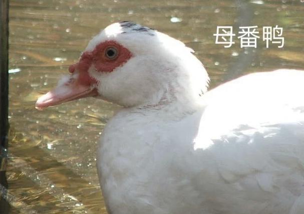 大鸭公母辨认最简单