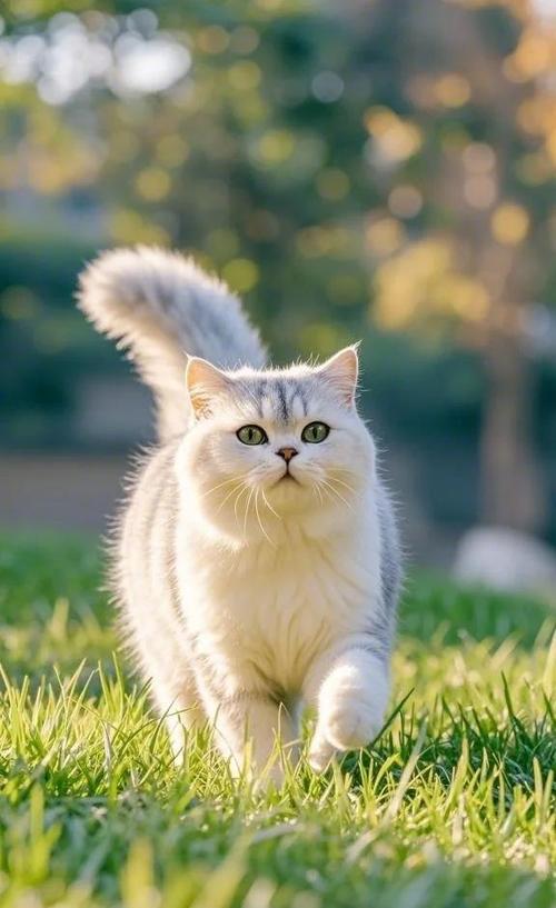 玄学谈养银渐层猫