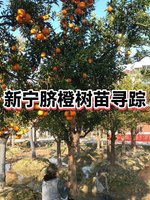 拼多多果园果子熟了哪里去了