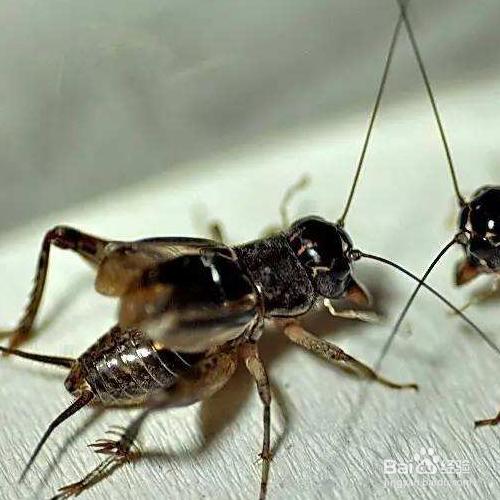 怎么把墙壁缝里的蛐蛐赶走 怎么把墙壁缝里的蛐蛐赶走