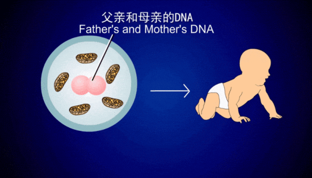 父亲和儿媳妇生的孩子dna