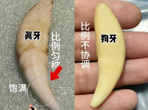 狗牙和毁灭先拿哪个