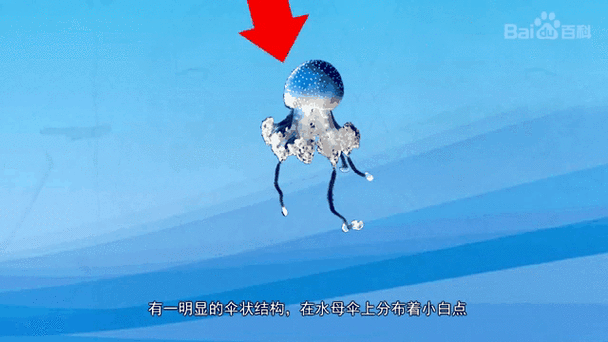 水母动漫APP正版下载