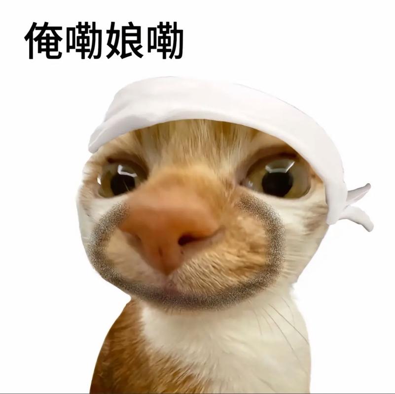 辅助专用表情包