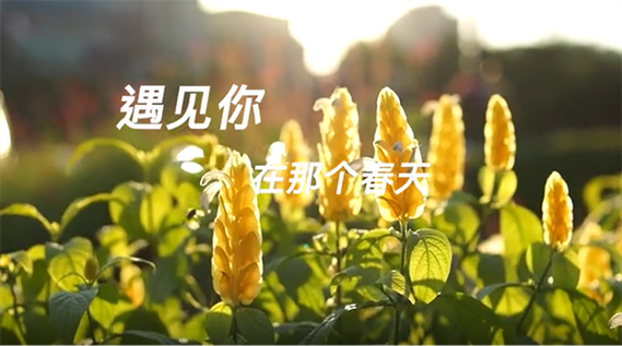 遇你在春