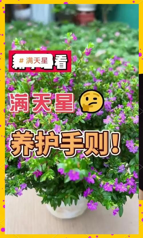 花店买的满天星花束怎么养